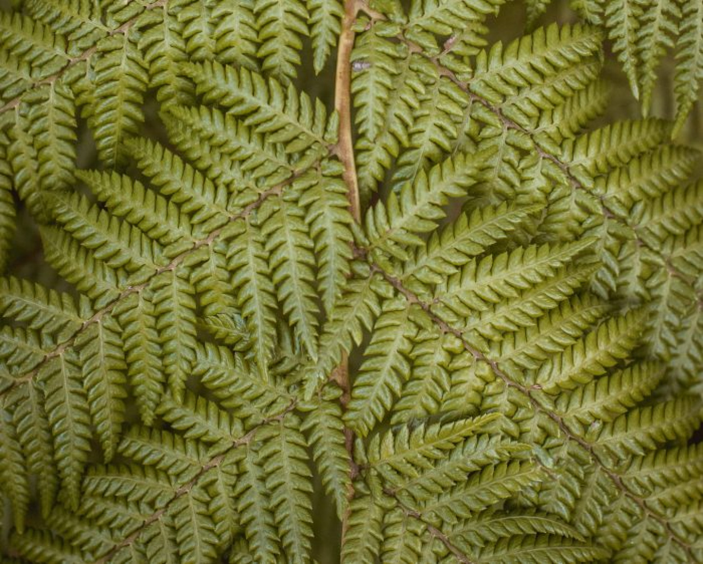 oskars-sylwan-IHJL4bOBQEs-unsplash (1)