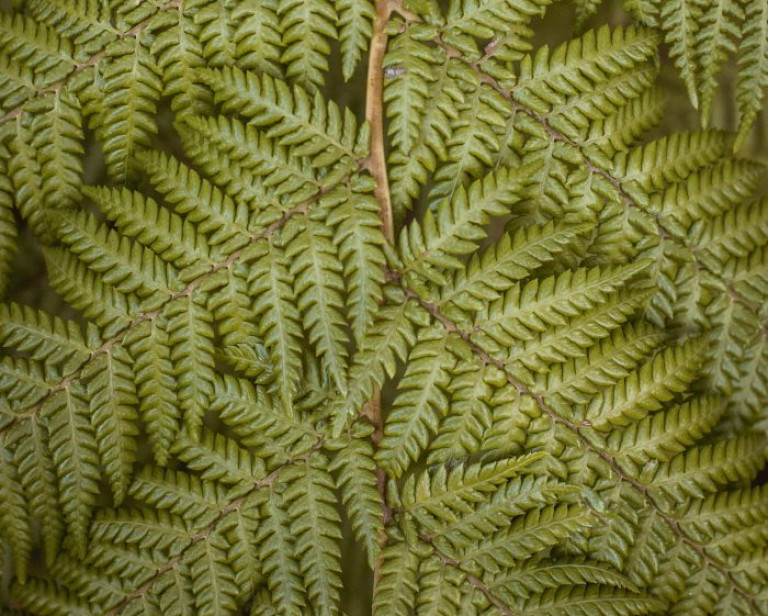 oskars-sylwan-IHJL4bOBQEs-unsplash (1)